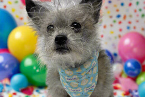 Barkday Treats Bandana - The Woof Warehouse