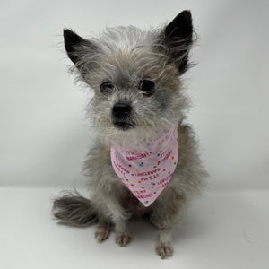 It's My Barkday Bandana - The Woof Warehouse