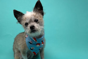 Matching Dog Bandana and Baby Bib- Sushi - The Woof Warehouse