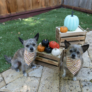 Thanksgiving Plaid Dog Bandana - The Woof Warehouse