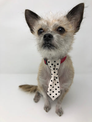 Dog Necktie - The Woof Warehouse