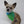 Embroidered Personalized Dog Bandanas - The Woof Warehouse