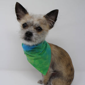 Embroidered Personalized Dog Bandanas - The Woof Warehouse