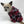 Load image into Gallery viewer, Dog Coat Pajamas - The Woof Warehouse
