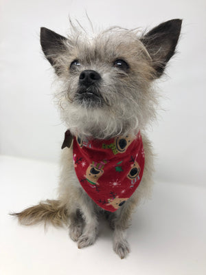Christmas Bandanas - The Woof Warehouse
