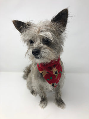 Christmas Bandanas - The Woof Warehouse