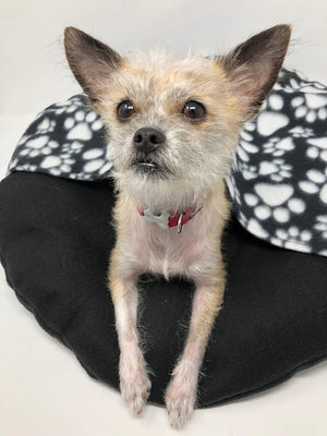 Burrow Dog Bed - The Woof Warehouse