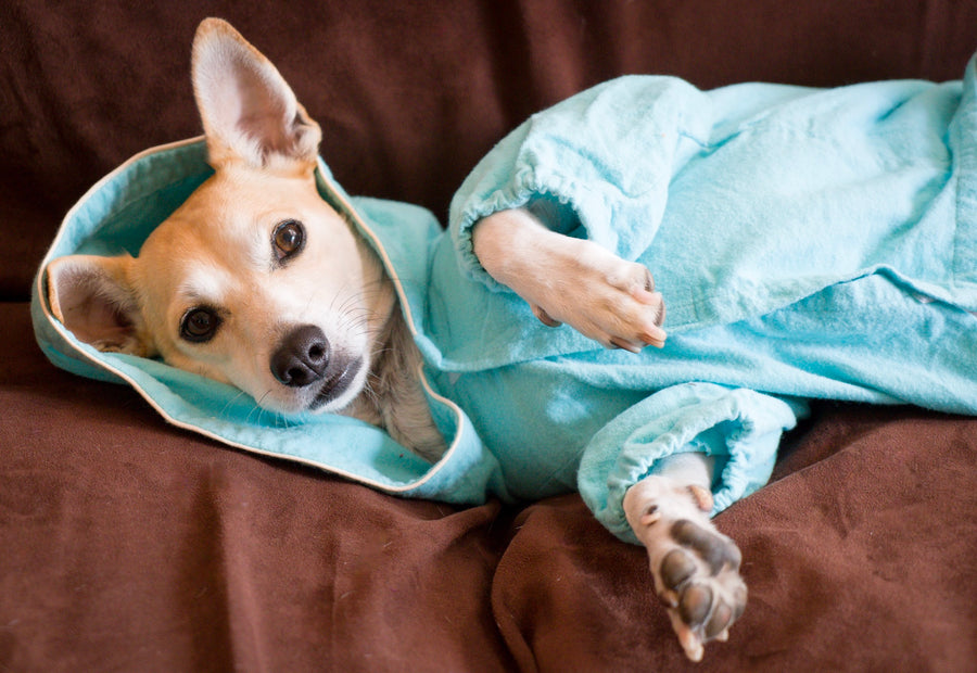 Matching Dog and Human Pajamas The Woof Warehouse